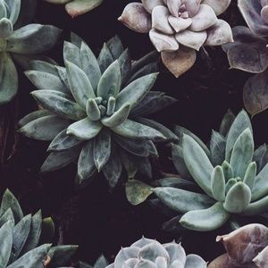 Meet your Posher, Angelique